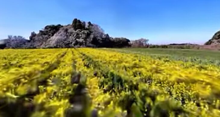 たぶん世界初！？菜の花畑を3D測量！
