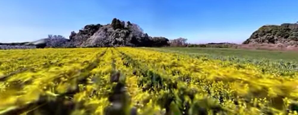 たぶん世界初!?菜の花畑を3D測量!